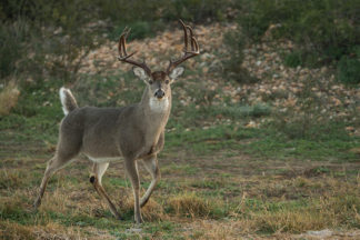 deer season hunting 17