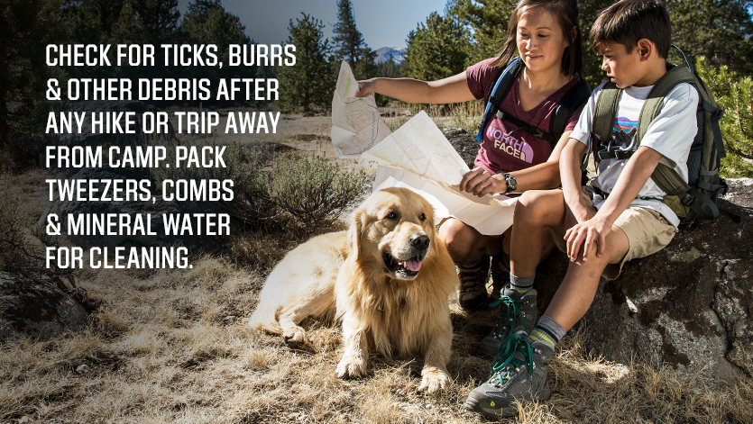 TIPS-FOR-CAMPING-WITH-YOUR-DOG-3
